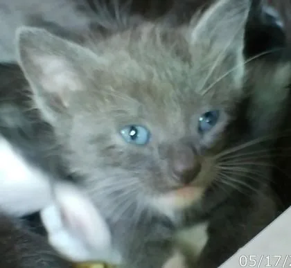 A baby medium-sized female Domestic Short Hair cat named Wiggles for adoption in West Memphis, AR