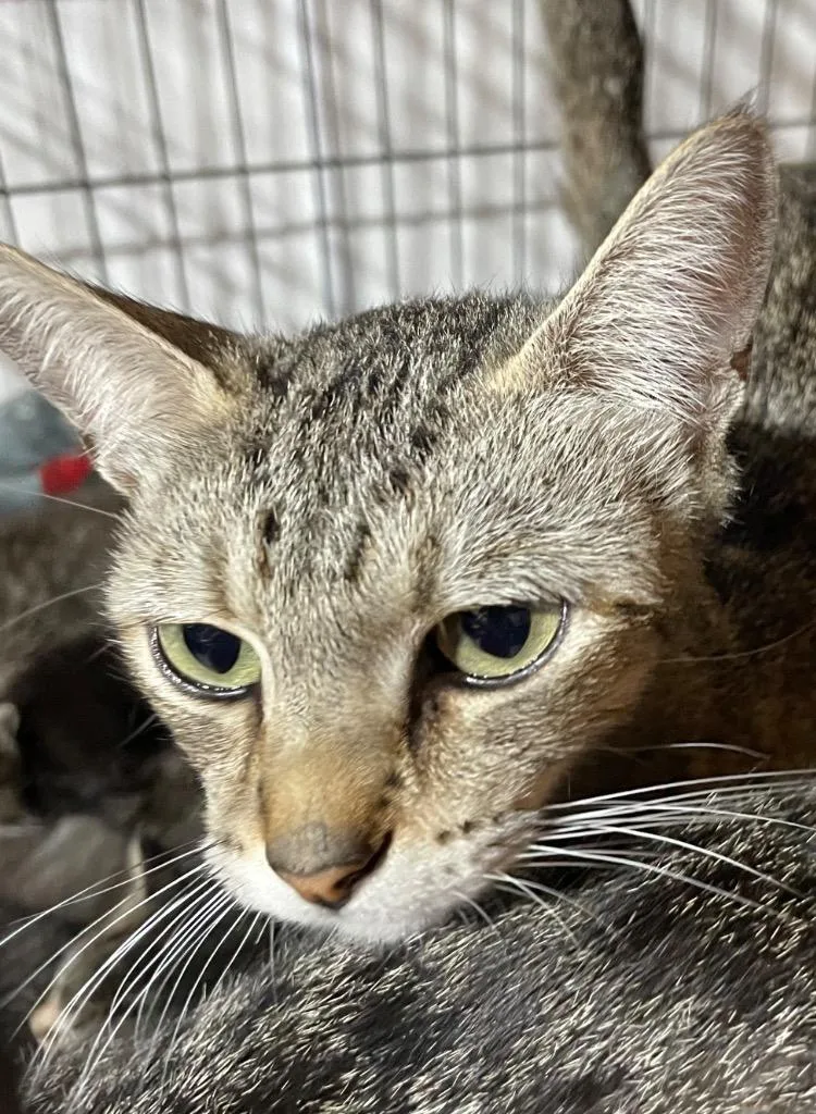 A young large-sized female Domestic Short Hair cat named Teenie for adoption in Dalton, GA