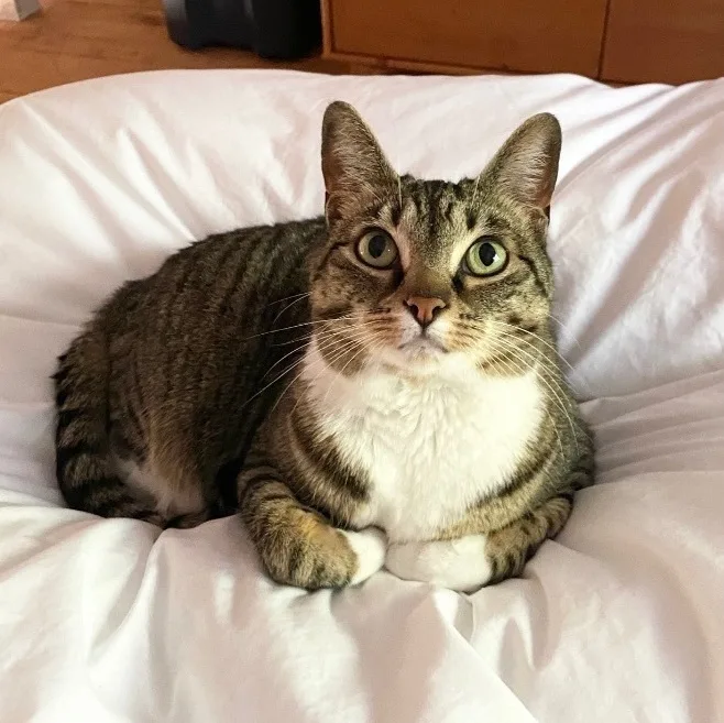 Princess Zuzu thumbnail 2