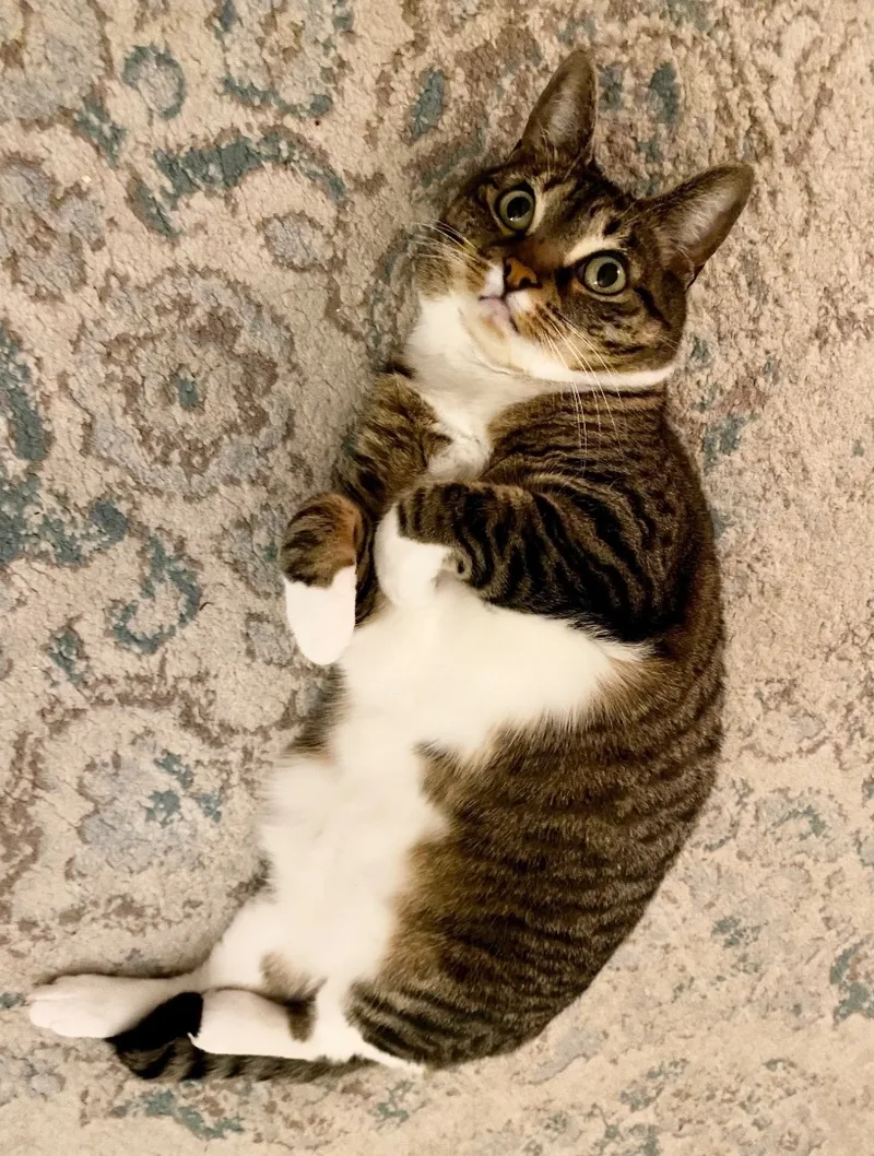 Princess Zuzu thumbnail 3