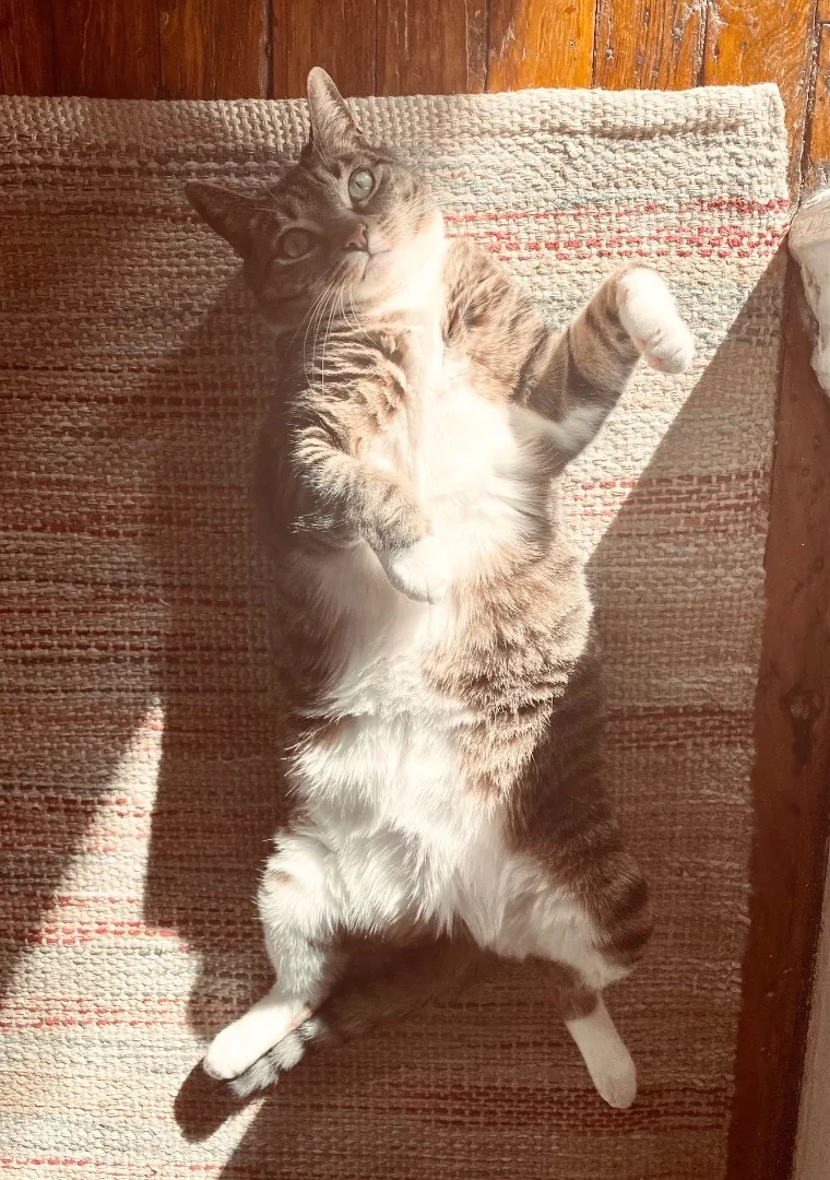 Princess Zuzu thumbnail 4