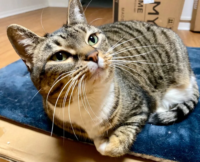 Princess Zuzu thumbnail 5