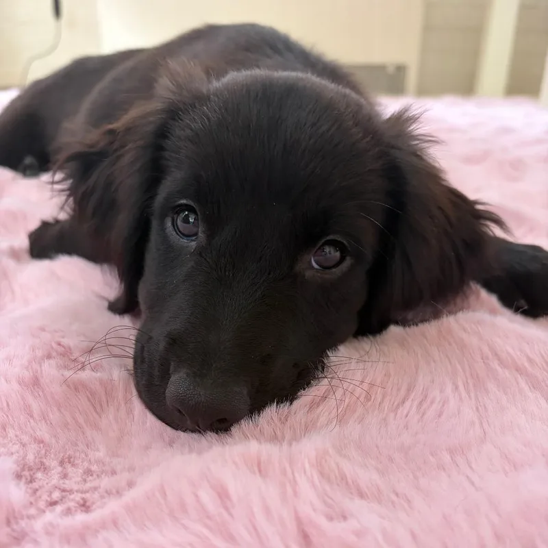 A baby medium-sized female Black Retriever dog named Lillian for adoption in South Elgin, IL