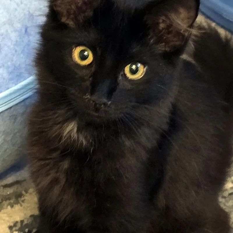 A baby medium-sized male Domestic Medium Hair cat named Panther for adoption in Wadsworth, OH