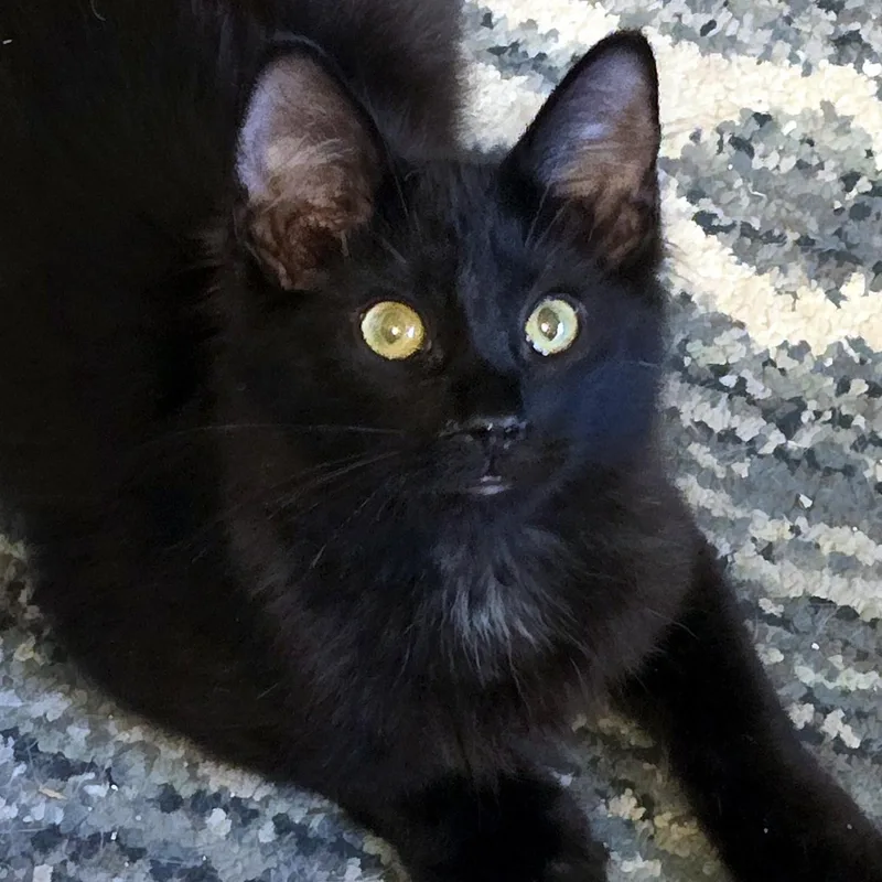 Panther thumbnail 2