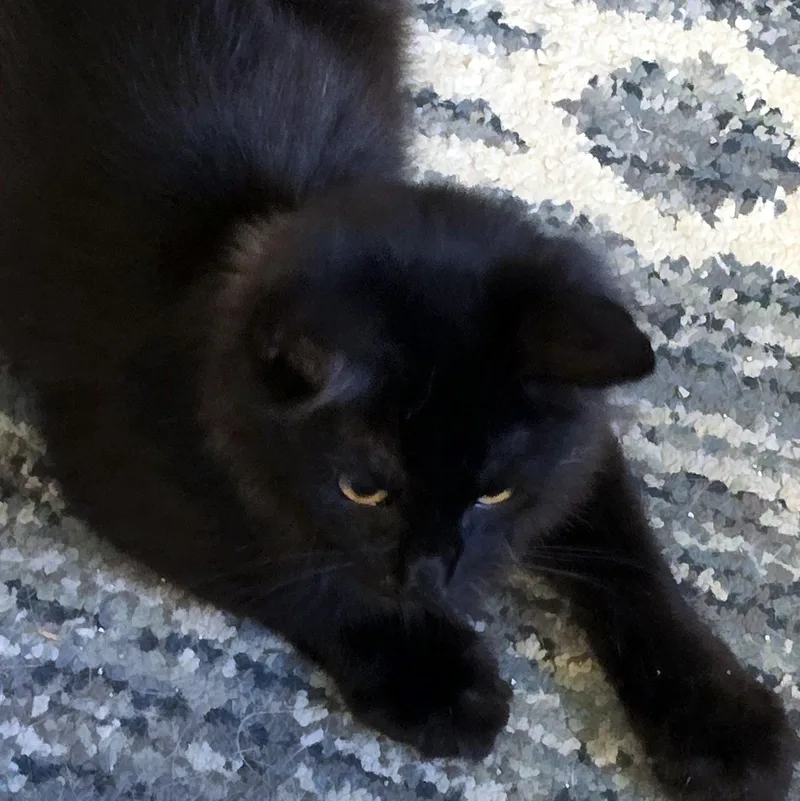Panther thumbnail 3