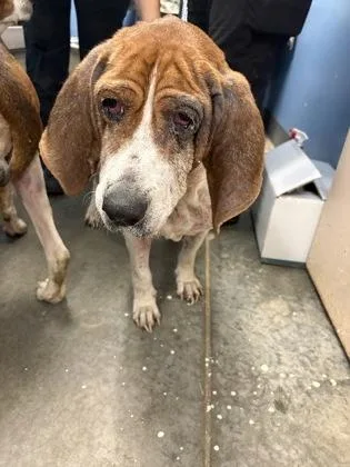 A senior large-sized male Treeing Walker Coonhound dog named Napoleon $ for adoption in Seneca, SC