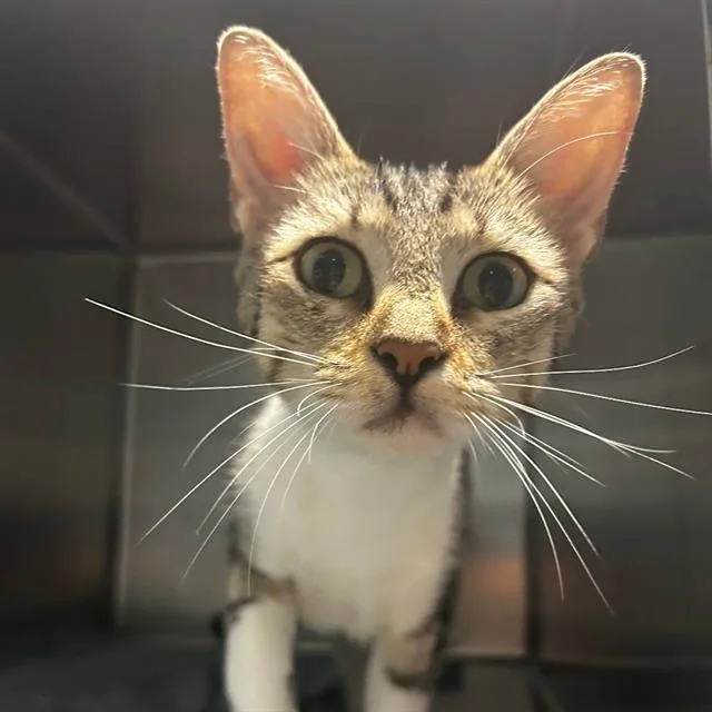 Poptart  Fiv+