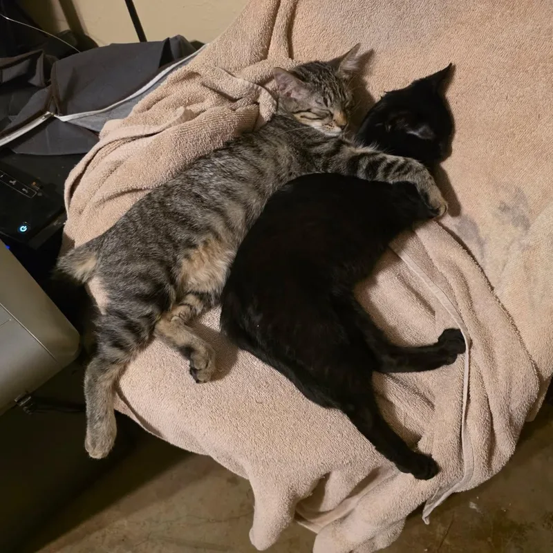 Itty Bitty thumbnail 2