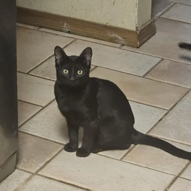 Itty Bitty thumbnail 3