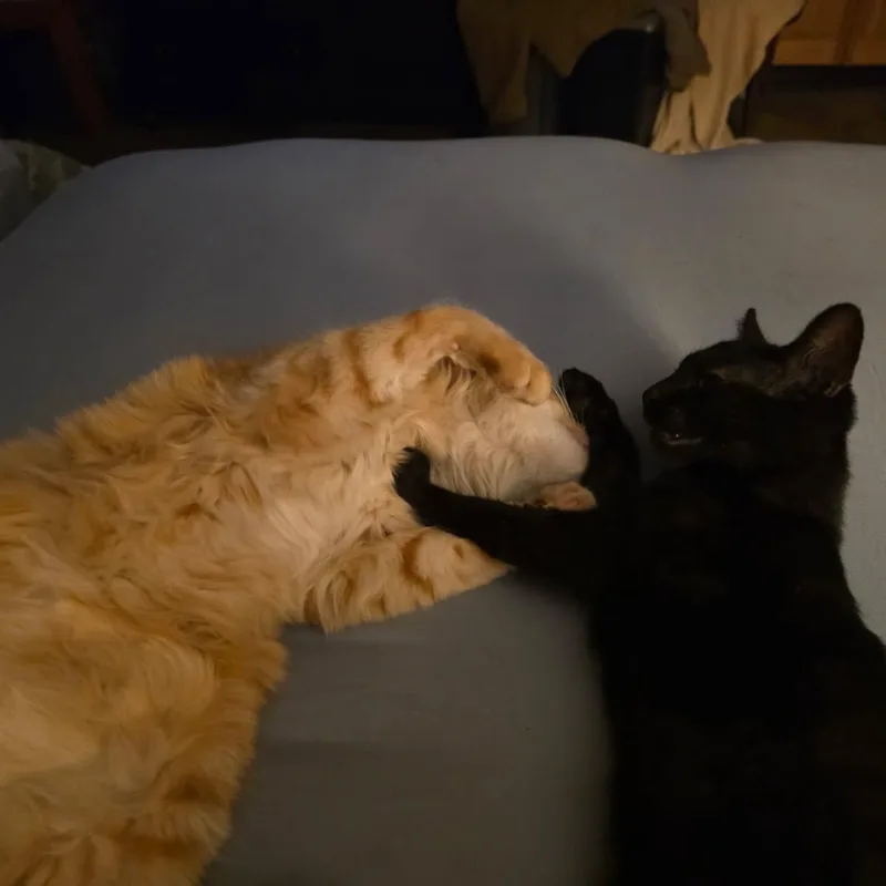 Itty Bitty thumbnail 4