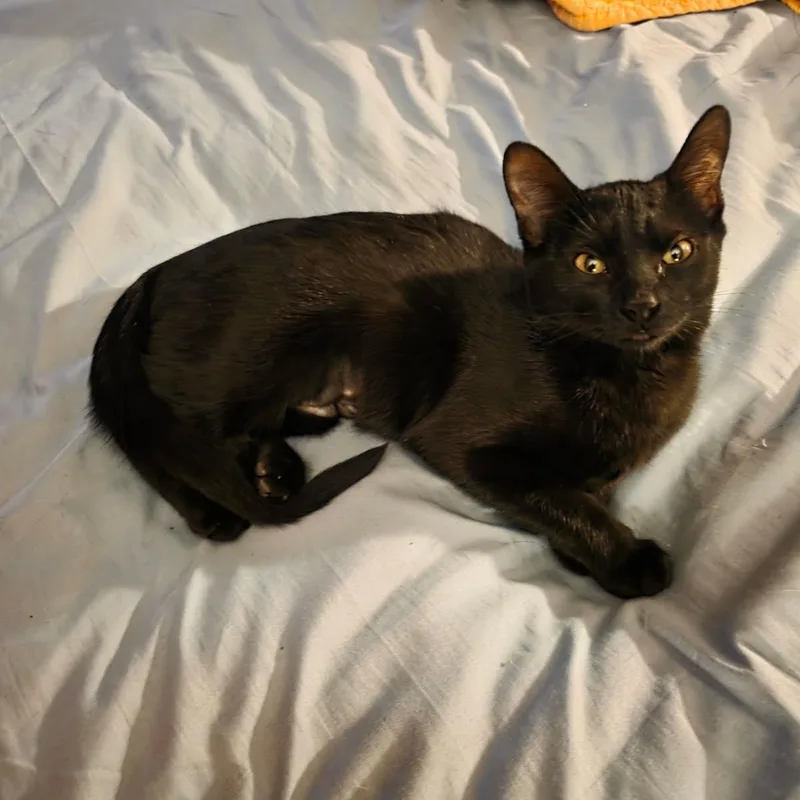 Itty Bitty thumbnail 5