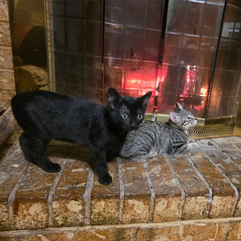 Itty Bitty thumbnail 6