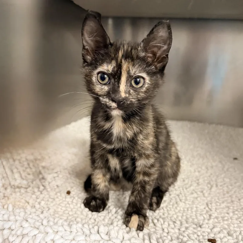 A baby small-sized female Tortoiseshell Domestic Short Hair cat named Brie for adoption in Palm Springs, CA