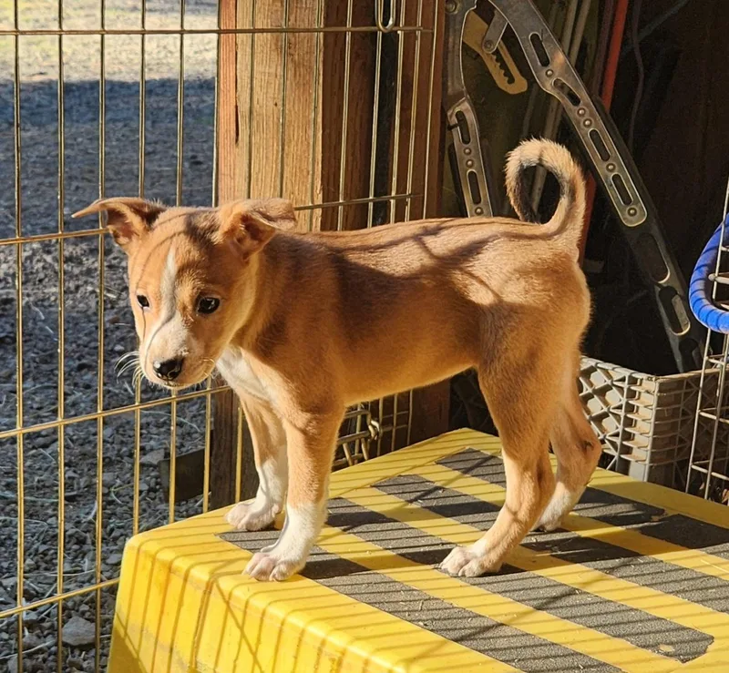A baby medium-sized female Pit Bull Terrier dog named Pup for adoption in Goldendale, WA
