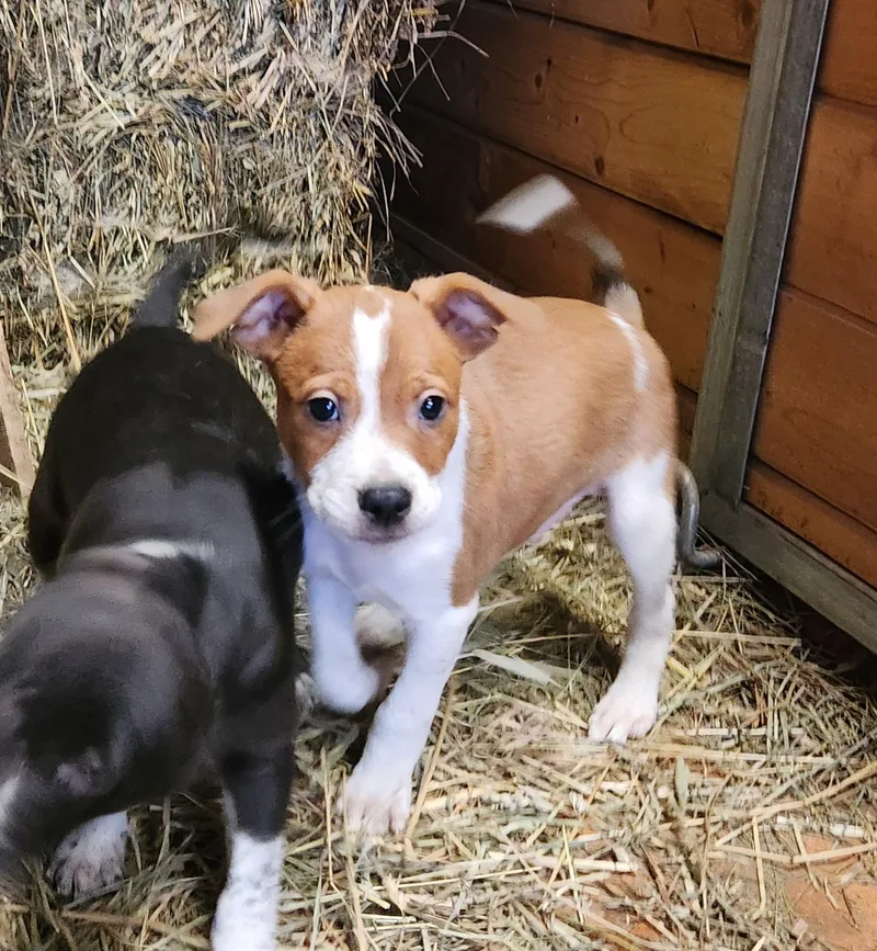 Pup thumbnail 2