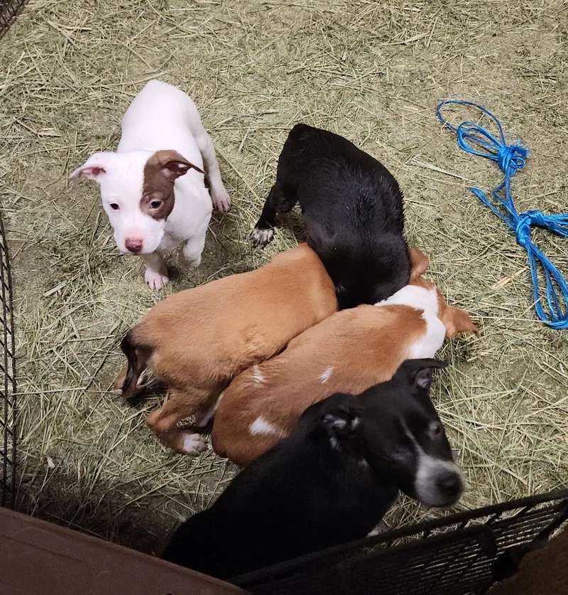 Pup thumbnail 4