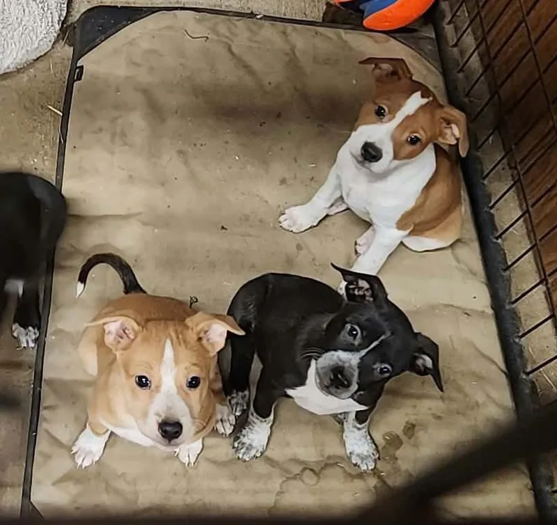 Pup thumbnail 6