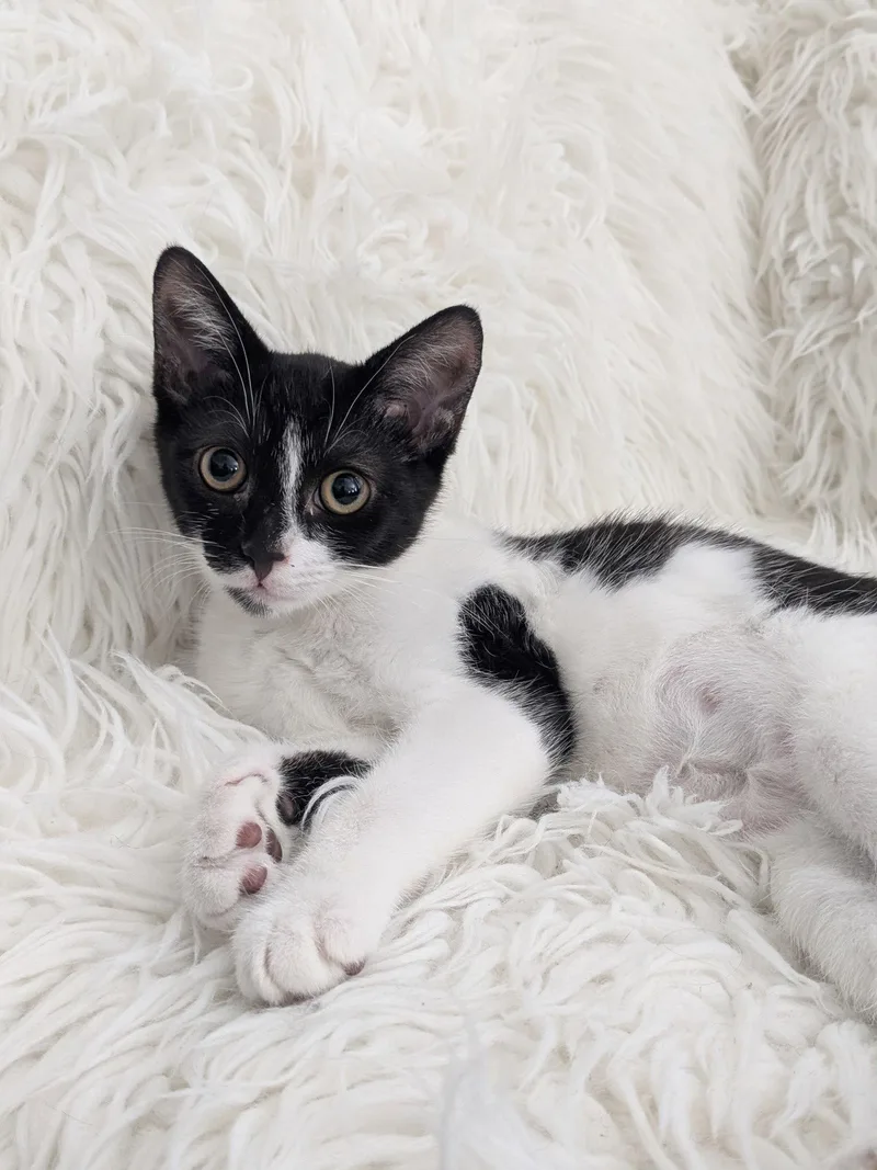 A baby medium-sized female Black & White / Tuxedo Domestic Short Hair cat named Siren for adoption in Cary, NC