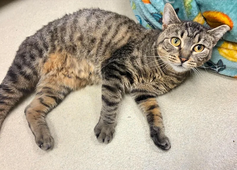 An adult medium-sized female Domestic Short Hair cat named Bluebell for adoption in Cicero, IL