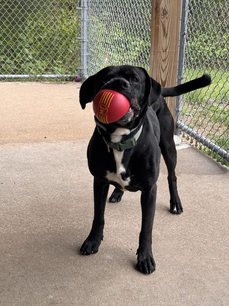 An adult medium-sized male Black Boxer dog named Willie for adoption in Clayville, RI