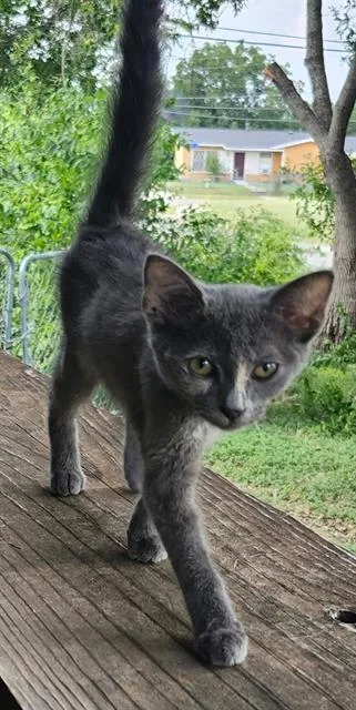 A baby small-sized female Domestic Short Hair cat named Deedee for adoption in San Antonio, TX