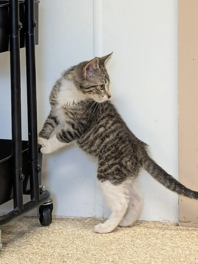 A young medium-sized male Gray & White Domestic Short Hair cat named Diedrick for adoption in Waupun, WI