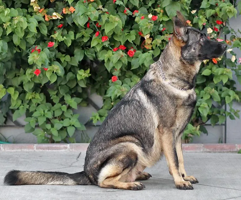 A young large-sized female Sable German Shepherd Dog dog named Chelsea von Cologne for adoption in Los Angeles, CA