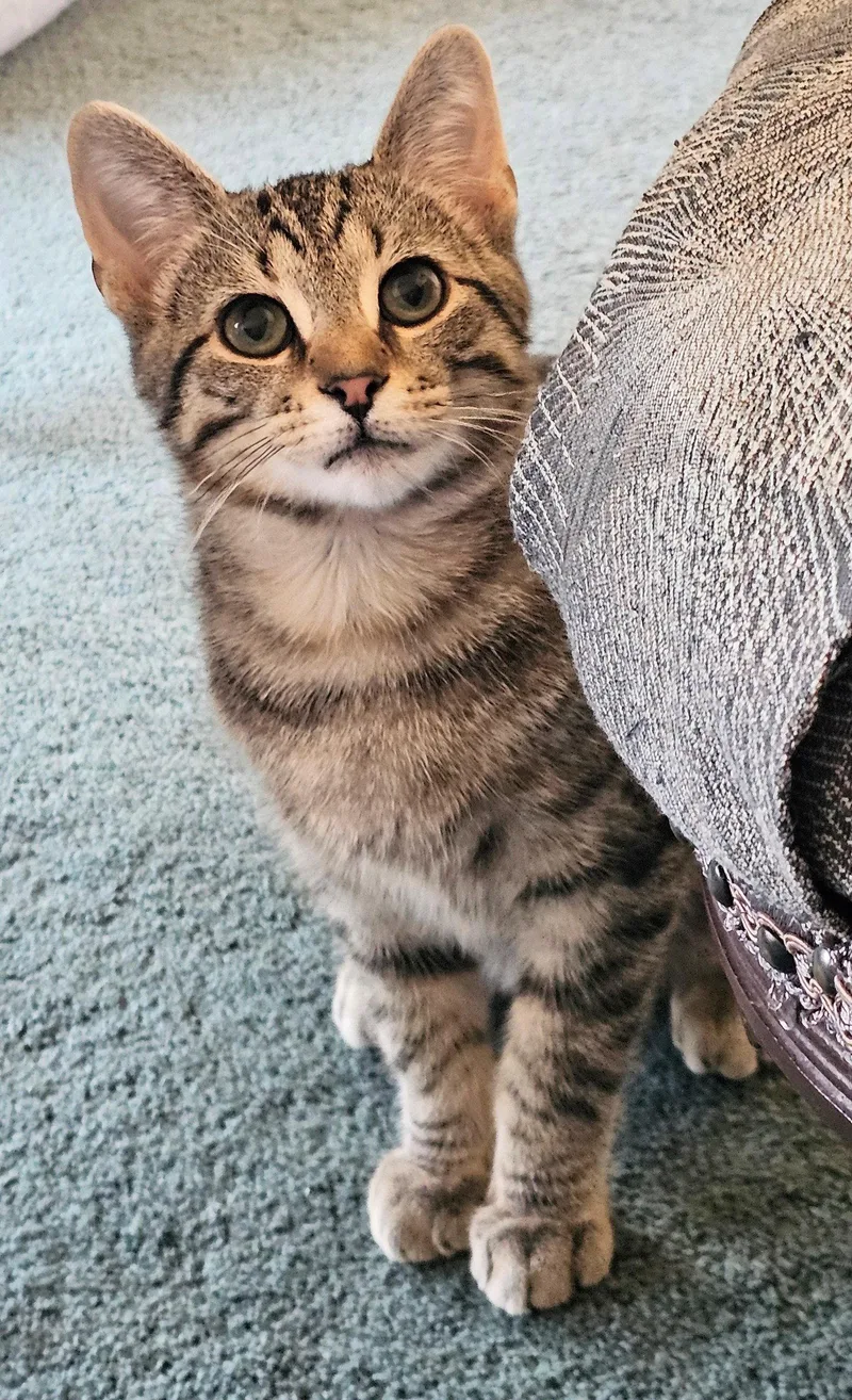 A baby small-sized male Brown / Chocolate Domestic Short Hair cat named Benson for adoption in Newport, KY