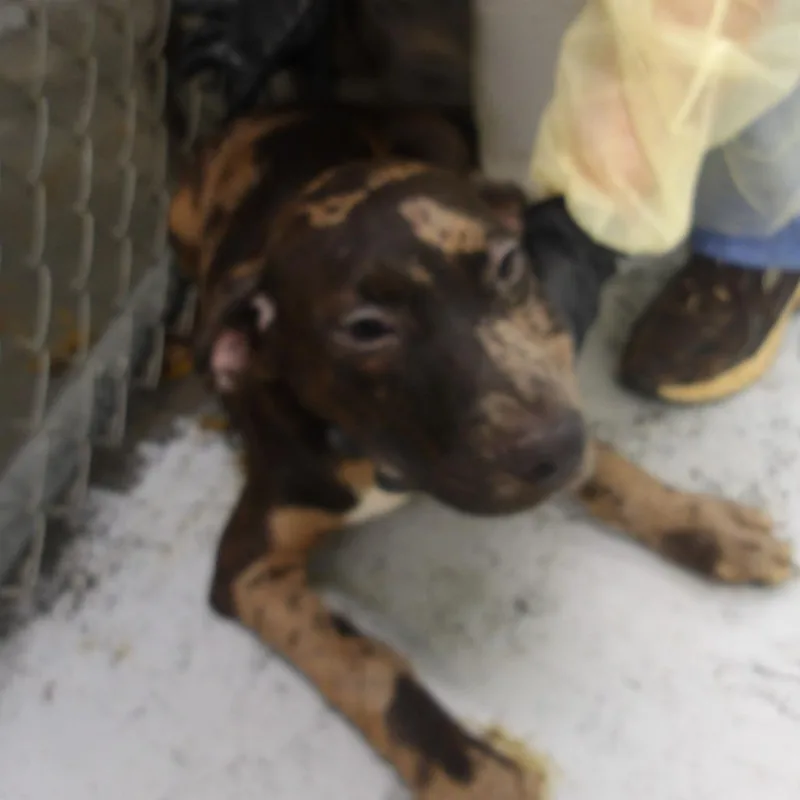 A baby small-sized male Red / Chestnut / Orange Doberman Pinscher dog named Roy Pup for adoption in Marble, NC