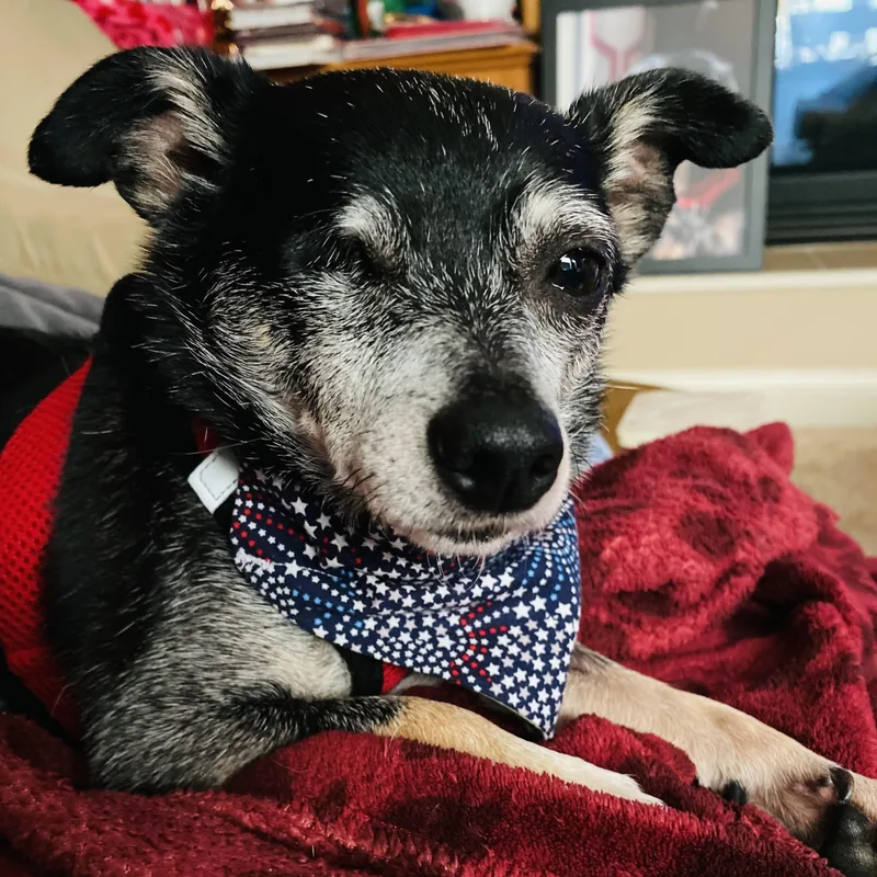 An adult small-sized male Tricolor (Brown, Black, & White) Chihuahua dog named Fitz for adoption in Normal, IL