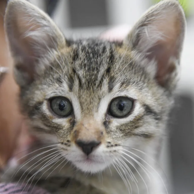 A baby small-sized male Brown / Chocolate Domestic Short Hair cat named Voyage for adoption in Redwood City, CA