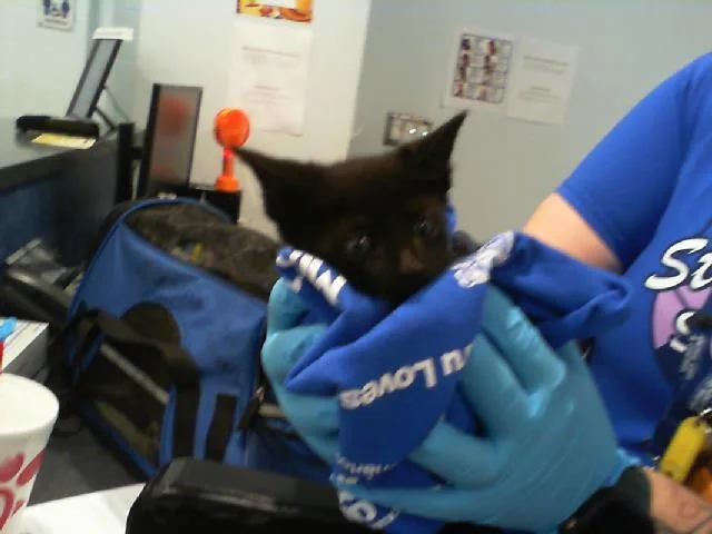 A baby small-sized female Domestic Short Hair cat named Peach for adoption in Charlotte, NC