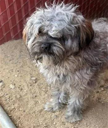 A young small-sized male Cairn Terrier dog named Swifter for adoption in Camarillo, CA