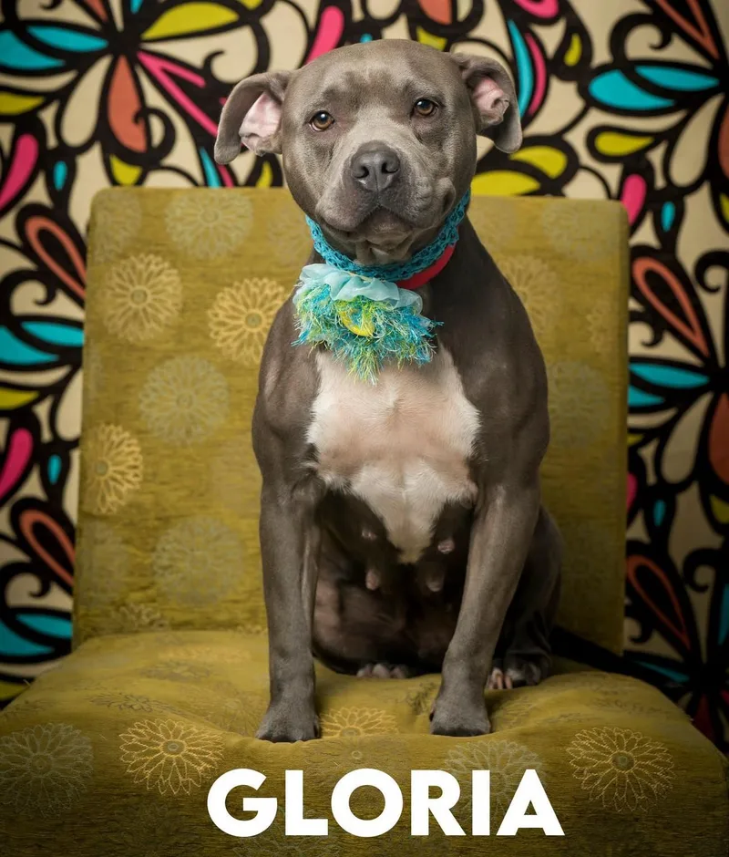 Gloria thumbnail 3