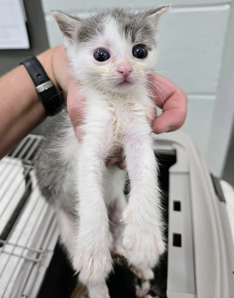 A baby medium-sized female Tabby (Gray / Blue / Silver) Domestic Short Hair cat named 6-319 for adoption in Amityville, NY