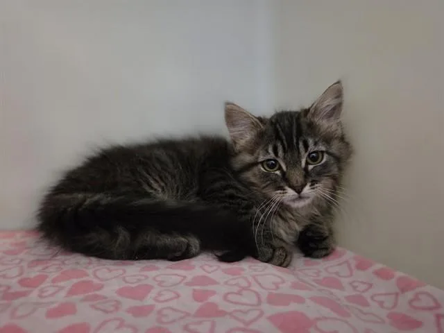 A baby small-sized female Domestic Medium Hair cat named Maxy for adoption in Salinas, CA