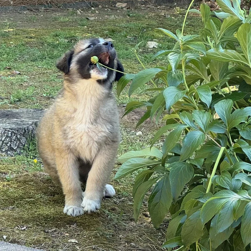 A baby large-sized male Brown / Chocolate Great Pyrenees dog named Papa Bear for adoption in Brownsboro, AL