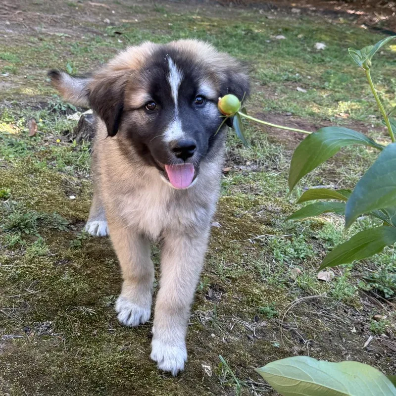 Papa Bear thumbnail 2