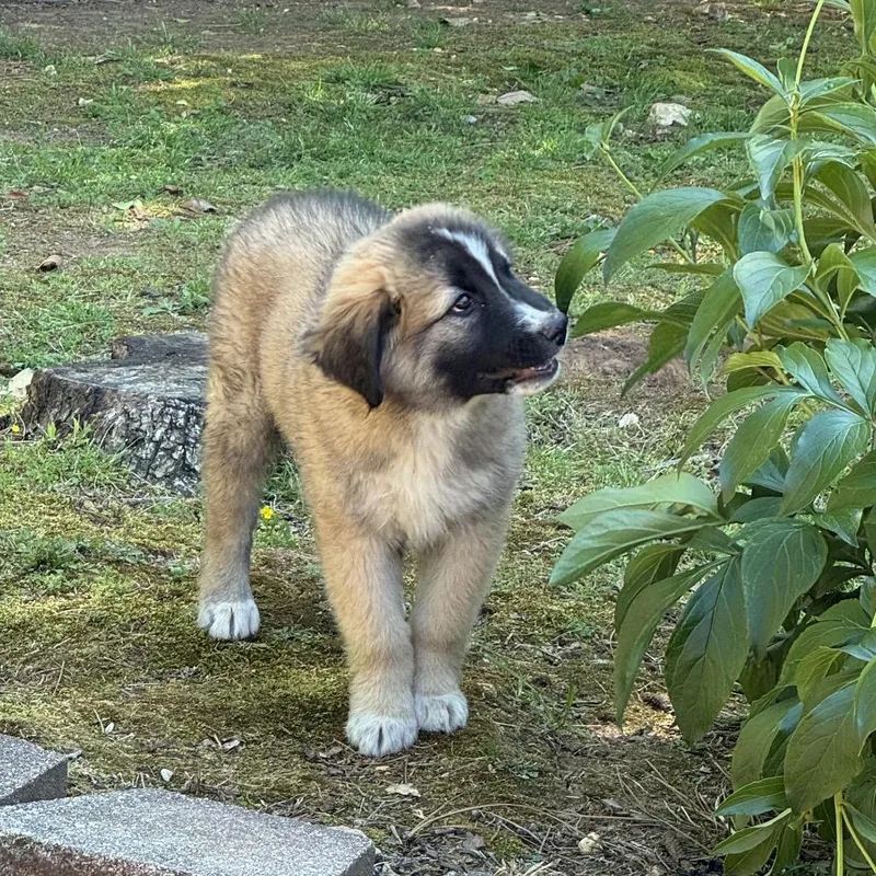 Papa Bear thumbnail 3