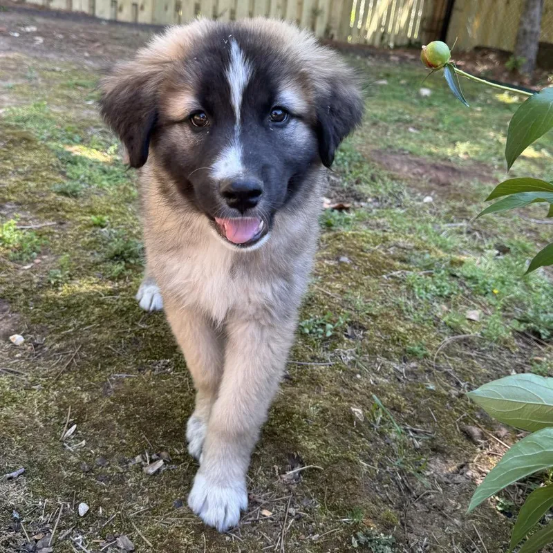 Papa Bear thumbnail 4