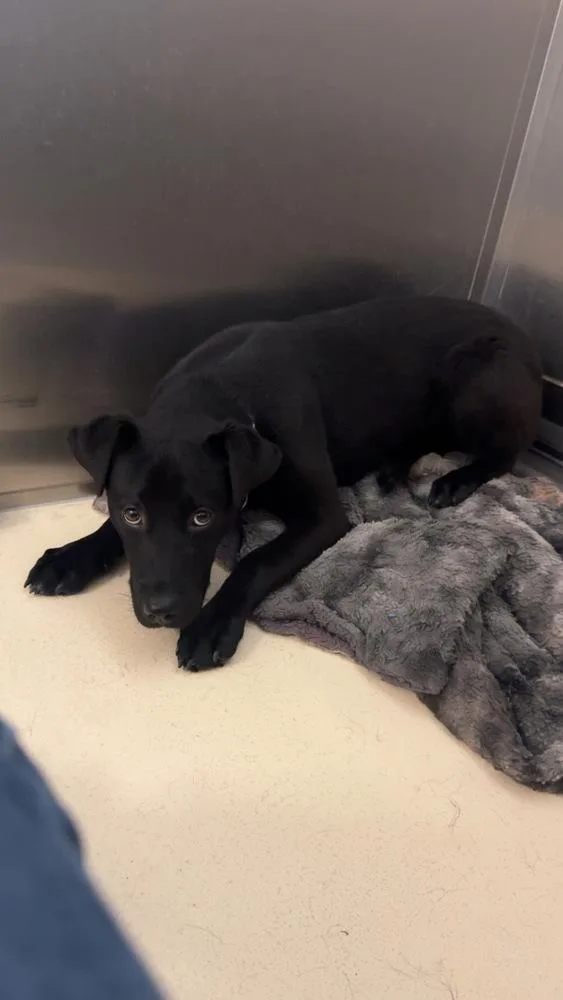 A young medium-sized female Black Labrador Retriever dog named Pillow for adoption in Kalamazoo, MI