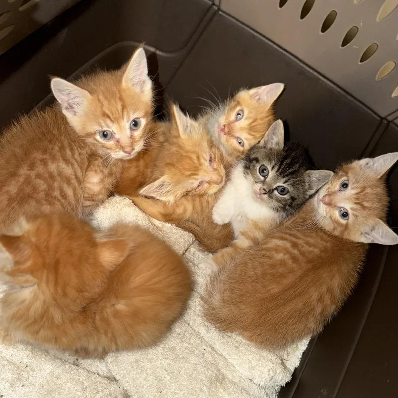 A baby small-sized male Orange / Red Domestic Short Hair cat named Brooks for adoption in Huntsville, AL