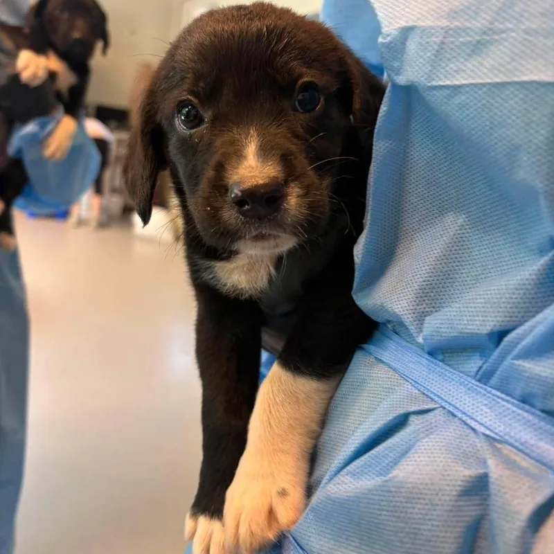 A baby small-sized male Black Mixed Breed dog named Big Mo for adoption in Huntington, WV