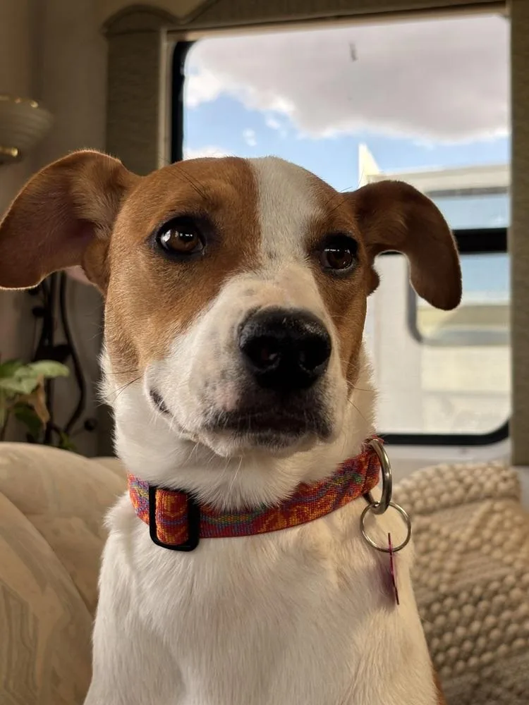 A young medium-sized female Husky dog named Powder for adoption in Thornton, CO