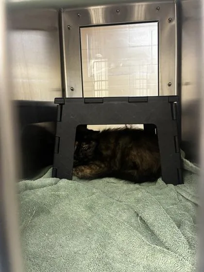 An adult medium-sized female Orange / Red Domestic Medium Hair cat named Rocket Ship for adoption in Wichita, KS