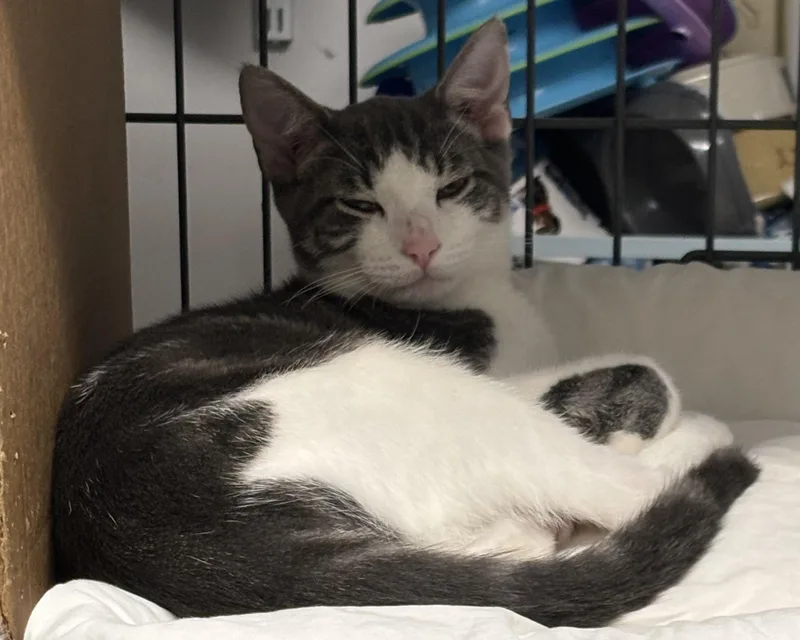 A young medium-sized male Gray & White Domestic Short Hair cat named Stormy And Cloudy for adoption in Marblehead, MA