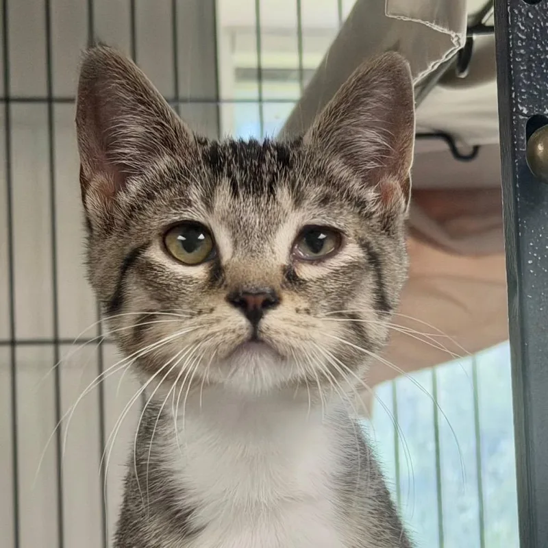 A baby small-sized female Brown / Chocolate Domestic Short Hair cat named Dolly for adoption in Birmingham, AL