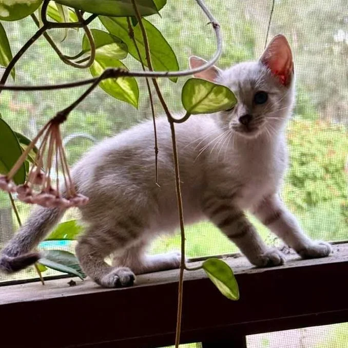 A baby small-sized male Siamese cat named Ooby for adoption in Williston, FL