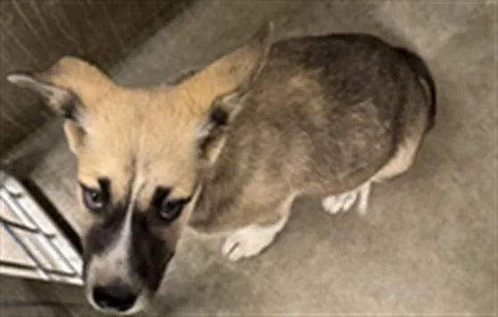 A baby medium-sized male Mixed Breed dog named Seattle for adoption in Los Angeles, CA